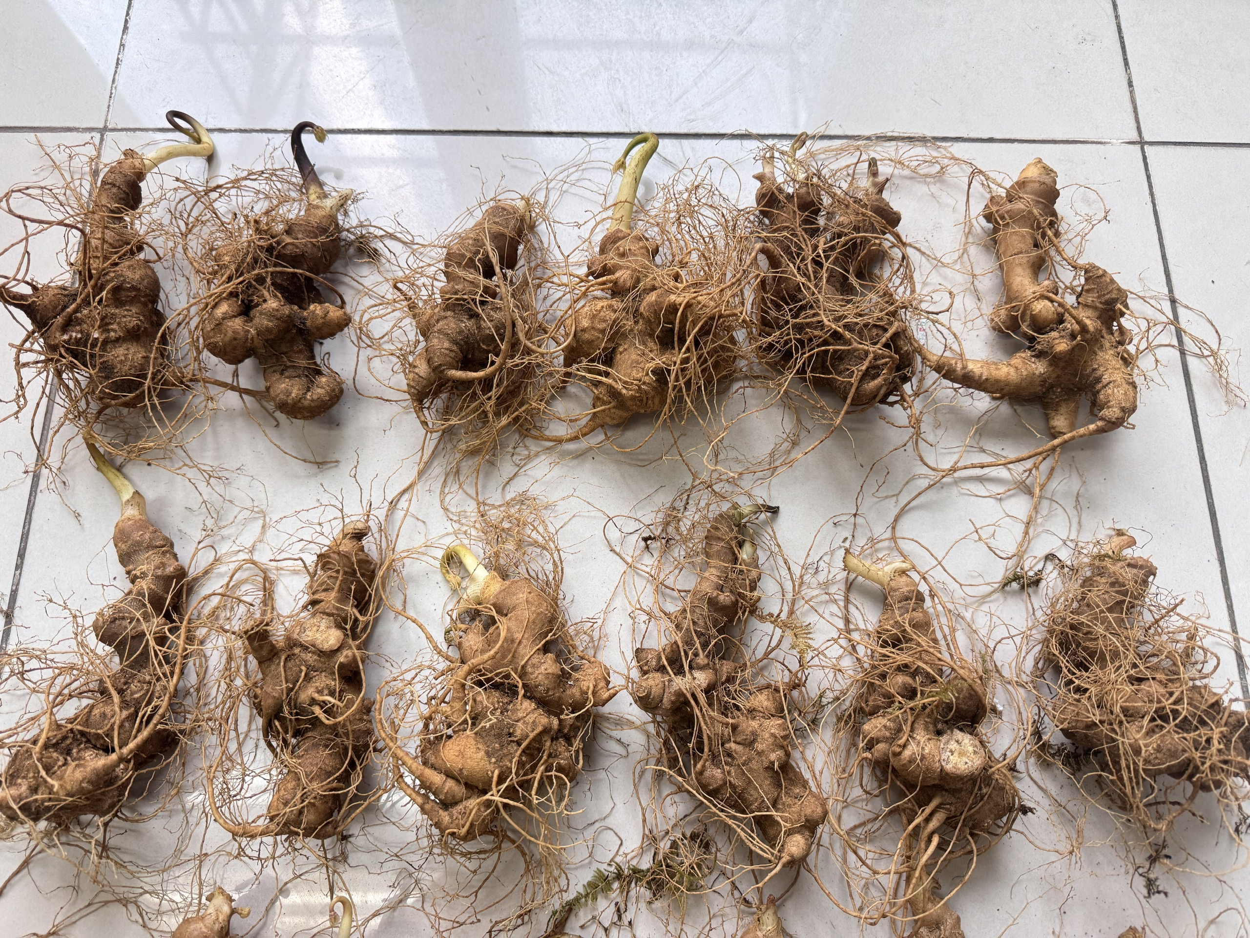SÂM NGỌC LINH TƯƠI 6 CỦ/KG (18-20 NĂM TUỔI)